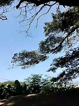 Snapshot of Chocolate_factory_man chatting on January 18, 11:43 am Chocolate factory man online show from January 18, 11:43 am