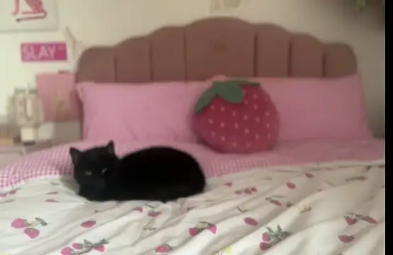 Snapshot of pinkie_piexx chatting on February 14, 12:14 pm pinkie piexx online show from February 14, 12:14 pm