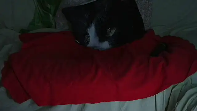 VeneRed online show from September 21, 9:49 pm