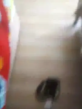 Snapshot of 510915asi chatting on December 20, 12:01 pm 510915asi online show from December 20, 12:01 pm