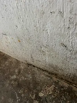 tamil000000 online show from November 3, 3:30 am