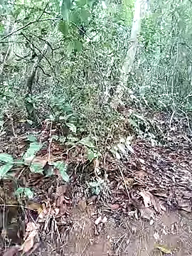 Danna-linyi online show from March 1, 8:10 pm