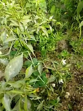 sweet suman online show from January 15, 10:38 am