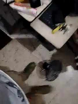 alejo5288 online show from November 8, 3:07 am