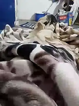 Snapshot of Playboy_bhabhi_00 chatting on February 6, 5:25 am Playboy bhabhi 00 online show from February 6, 5:25 am