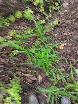 paugrosso553 online show from March 19, 7:51 pm