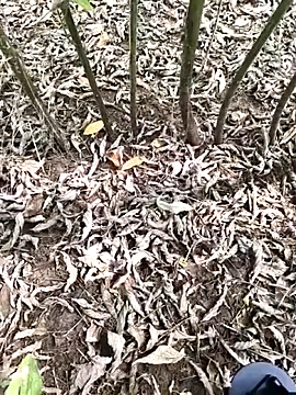 Snapshot of JAZZYS8 chatting on October 1, 7:47 am JAZZYS8 online show from October 1, 7:47 am