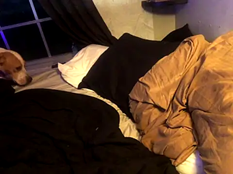 Snapshot of lilthicky352 chatting on December 1, 12:15 am lilthicky352 online show from December 1, 12:15 am