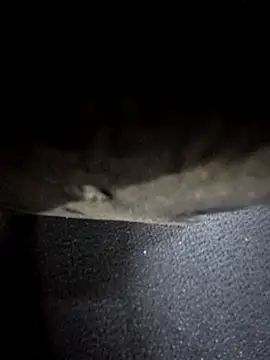 odilicia online show from December 1, 11:04 am