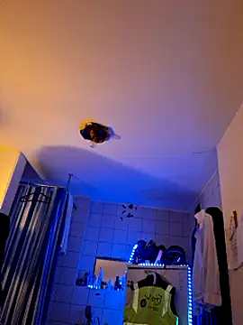 a7ex online show from December 15, 2:30 am