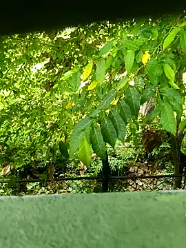 Exoticovergon online show from March 12, 12:55 pm