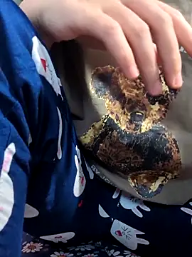 sasud2 online show from November 3, 2:02 am