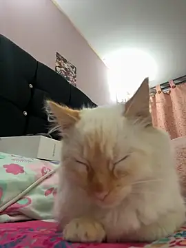 saranghae  online show from November 11, 3:50 am