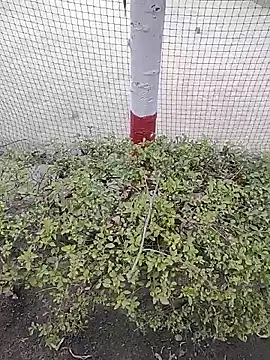 monty935 online show from December 4, 11:41 am