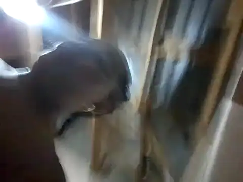 BigAssjuicy26 online show from October 27, 10:14 pm