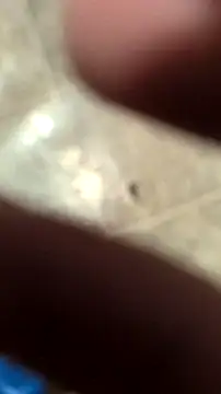 DecimalPoint222InchCock online show from November 10, 11:15 pm