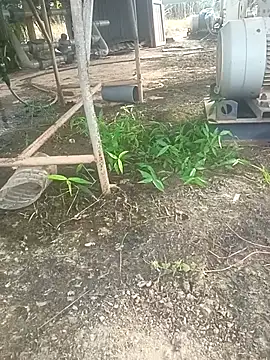 sima024 online show from November 11, 7:52 am