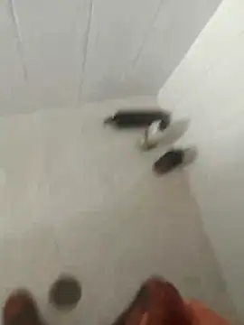 pitoduroparati online show from February 7, 11:52 pm