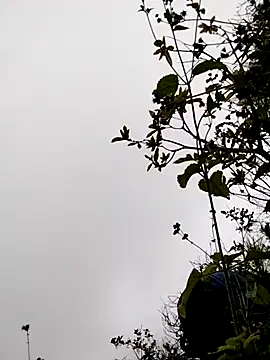 sumaybae online show from November 5, 3:17 am