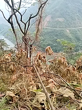 Mising5022 online show from December 4, 6:55 am