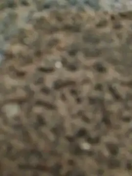 Orlao25cm online show from November 12, 2:45 am