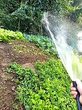 Fish yellow online show from December 20, 12:18 am