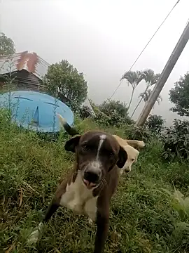 Ckinetor online show from January 11, 5:29 pm