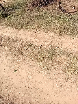 Snapshot of Neetujk chatting on November 17, 5:02 am Neetujk online show from November 17, 5:02 am