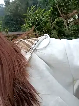 Chinchink2 online show from December 15, 4:17 am