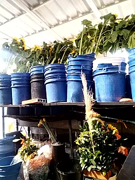 Snapshot of Almeyjose chatting on January 13, 2:44 pm Almeyjose online show from January 13, 2:44 pm