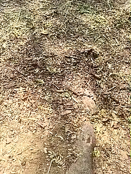 Sheela Sex90 online show from May 10, 4:17 am
