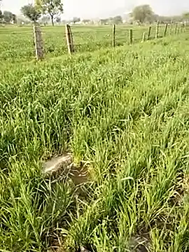 Snapshot of hornycouple20000 chatting on January 9, 5:10 am hornycouple20000 online show from January 9, 5:10 am