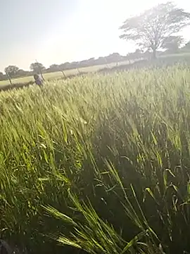 Snapshot of hornycouple20000 chatting on January 14, 11:05 am hornycouple20000 online show from January 14, 11:05 am