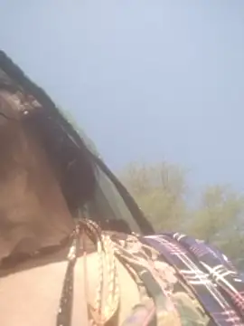 Snapshot of hornycouple20000 chatting on February 5, 5:01 am hornycouple20000 online show from February 5, 5:01 am