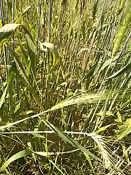 Snapshot of hornycouple20000 chatting on February 16, 9:16 am hornycouple20000 online show from February 16, 9:16 am