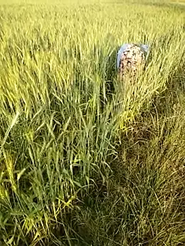 Snapshot of hornycouple20000 chatting on February 21, 11:55 am hornycouple20000 online show from February 21, 11:55 am