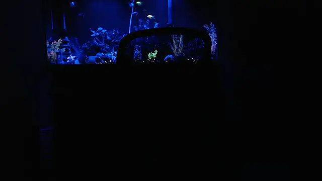 EspanolVato online show from February 15, 9:30 am