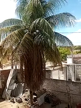     gozada---- online show from January 9, 3:59 pm