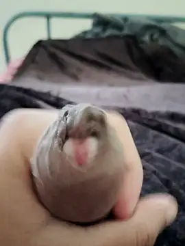 Snapshot of unknownuser96 chatting on January 9, 8:06 am unknownuser96 online show from January 9, 8:06 am