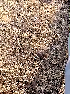 Snapshot of babu_bull chatting on February 13, 2:40 am babu bull online show from February 13, 2:40 am