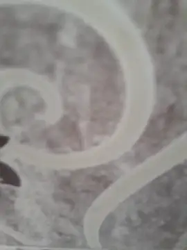 sk022 online show from April 15, 5:14 am