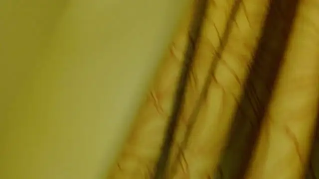 Snapshot of digbicku chatting on October 12, 5:17 am digbicku online show from October 12, 5:17 am