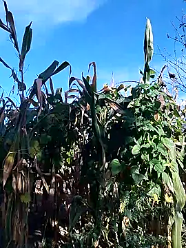 sarpe4 online show from September 28, 6:19 am