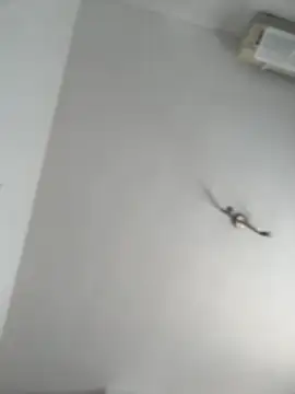 Snapshot of itsCassie chatting on October 13, 1:00 pm itsCassie online show from October 13, 1:00 pm