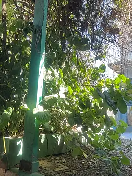 sofy alone online show from September 9, 2:49 pm