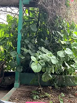 sofy alone online show from October 17, 5:26 pm