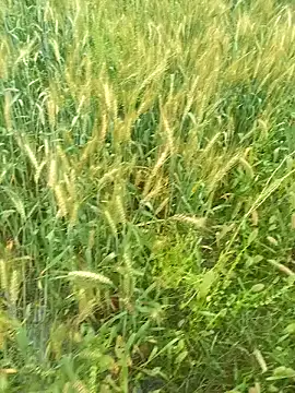 FinableKnee online show from March 29, 4:12 am