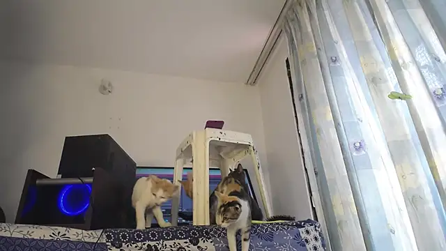 eolicasex online show from February 4, 3:26 pm