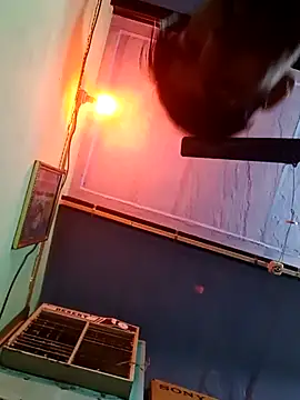 dhapli4u online show from February 6, 8:18 am