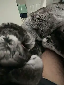 Snapshot of Furdale chatting on September 24, 2:20 pm Furdale online show from September 24, 2:20 pm